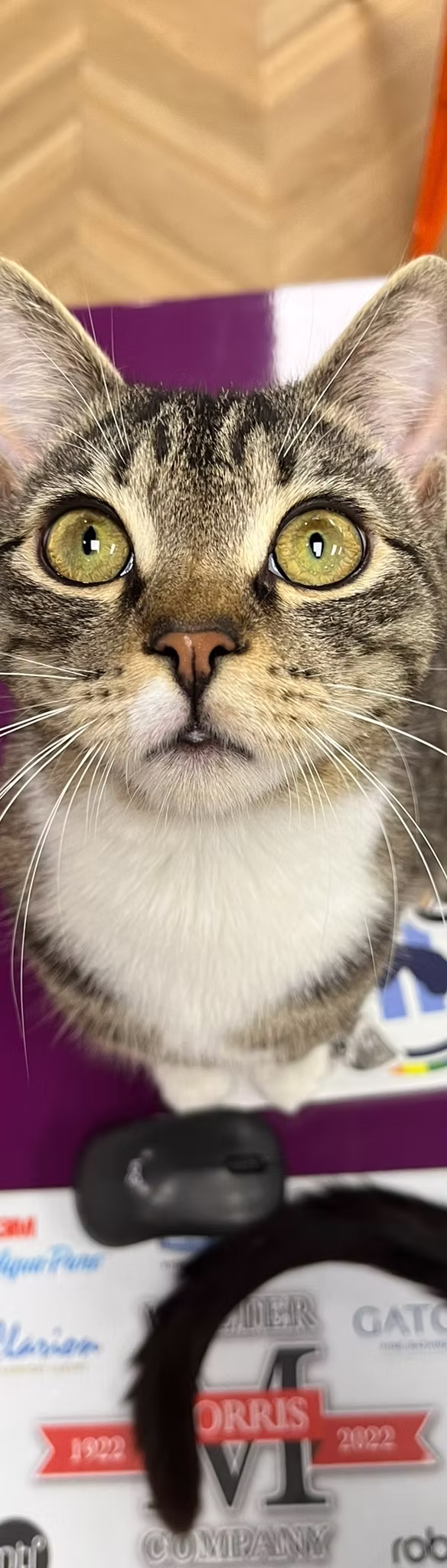 Cat in a lounge
