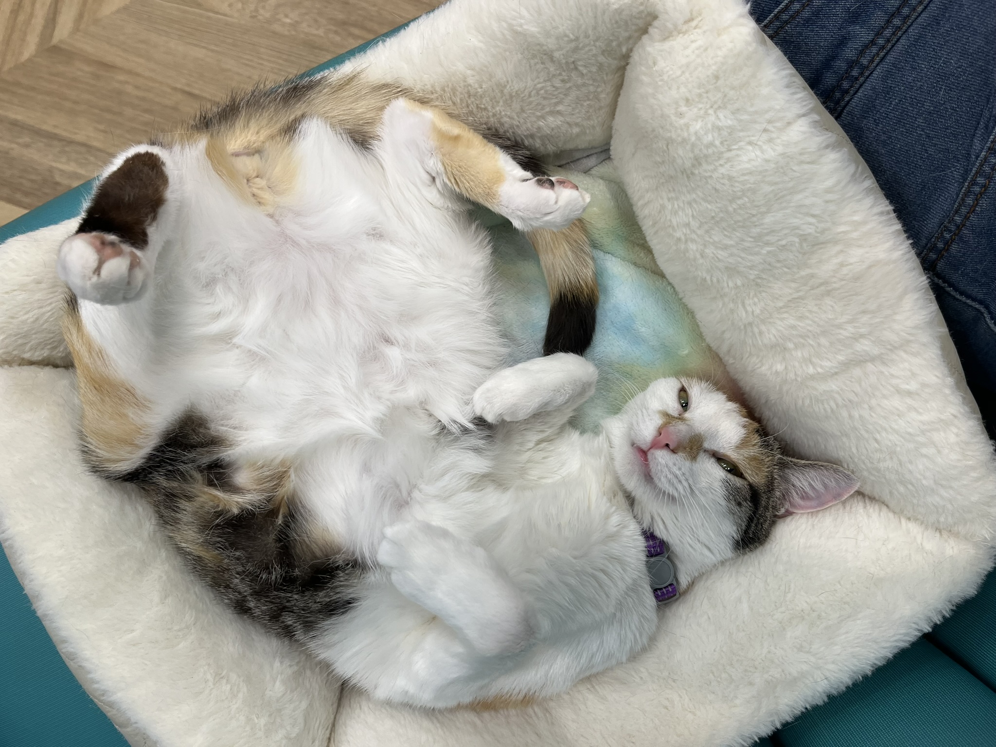 Perdita