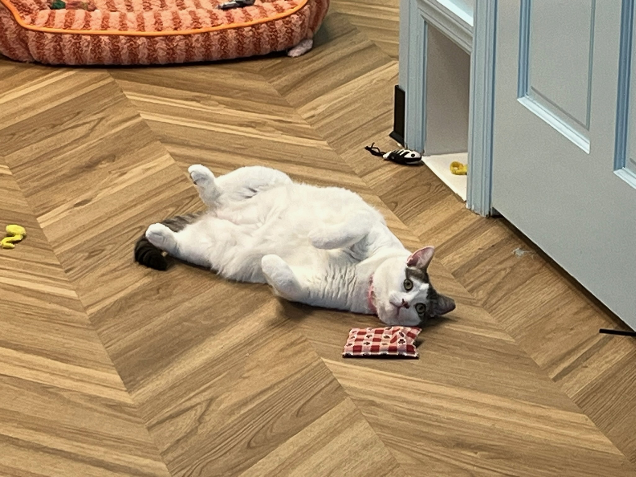Batman (aka Pebbles)