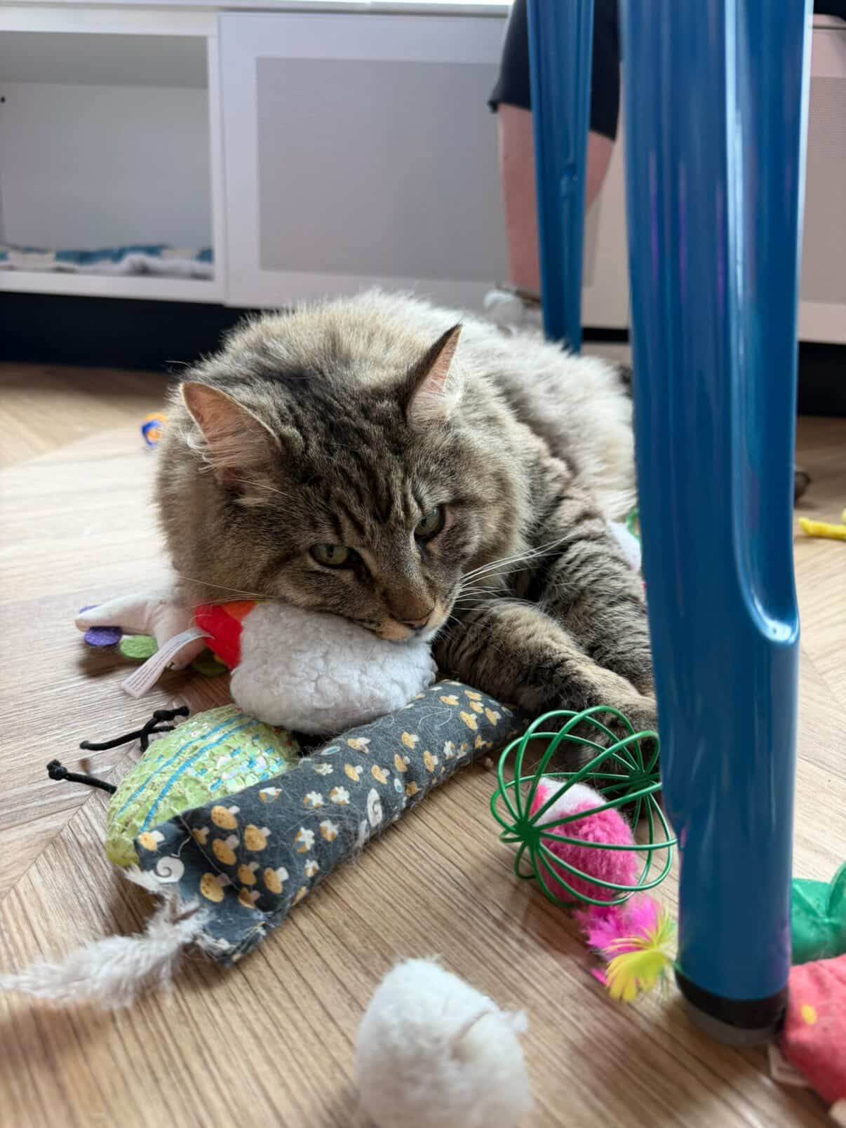 Gizmo