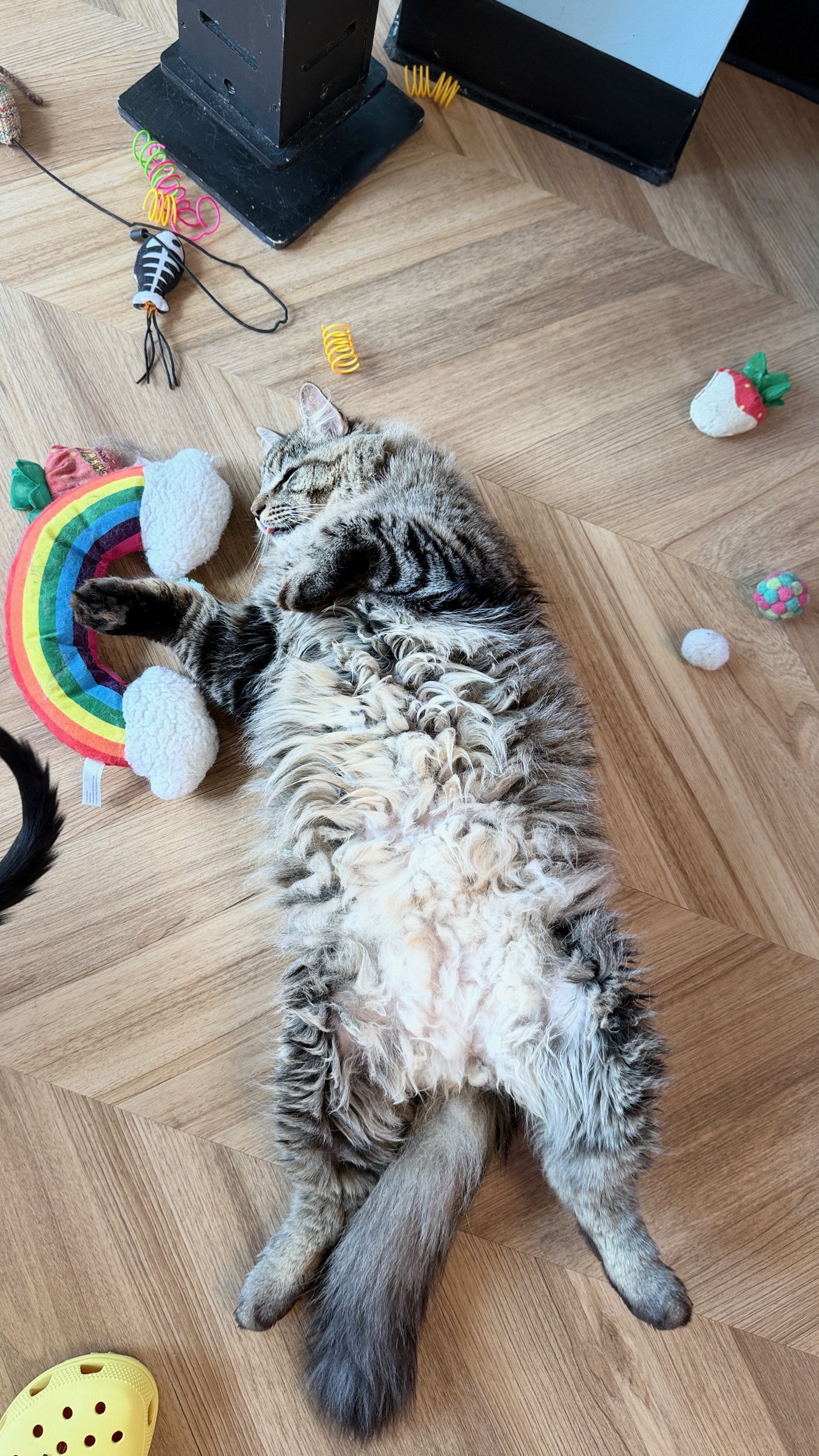 Gizmo
