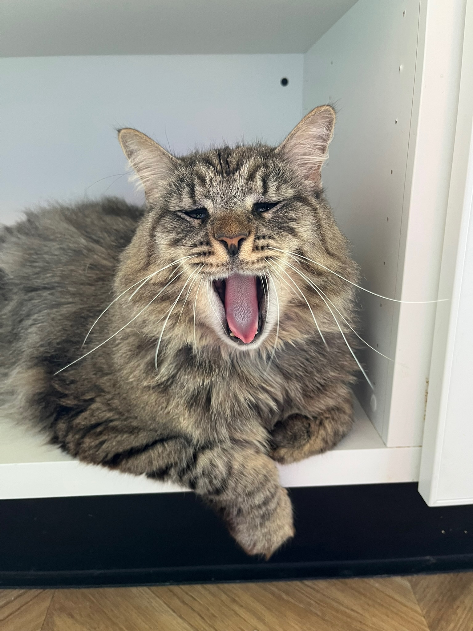 Gizmo