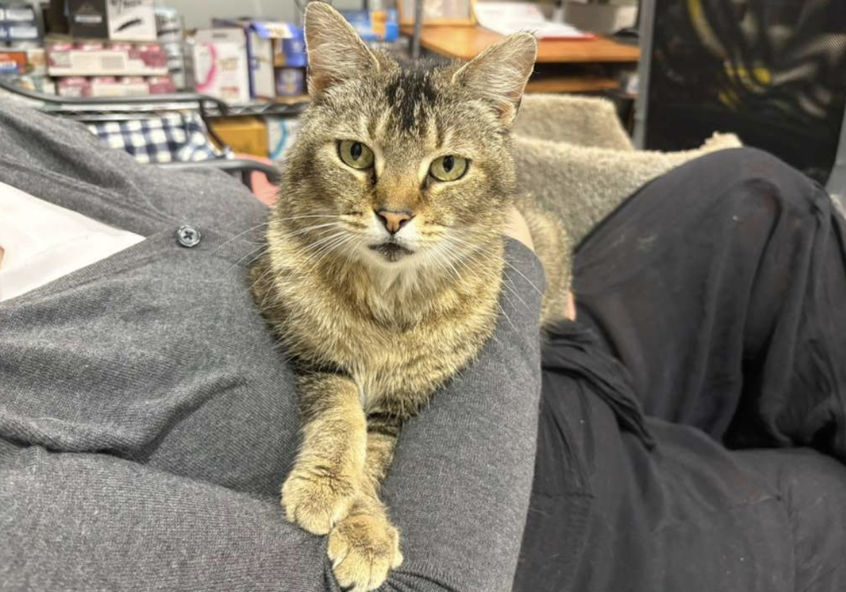 Harper Hoops