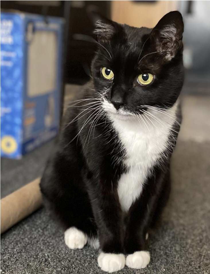 Saba