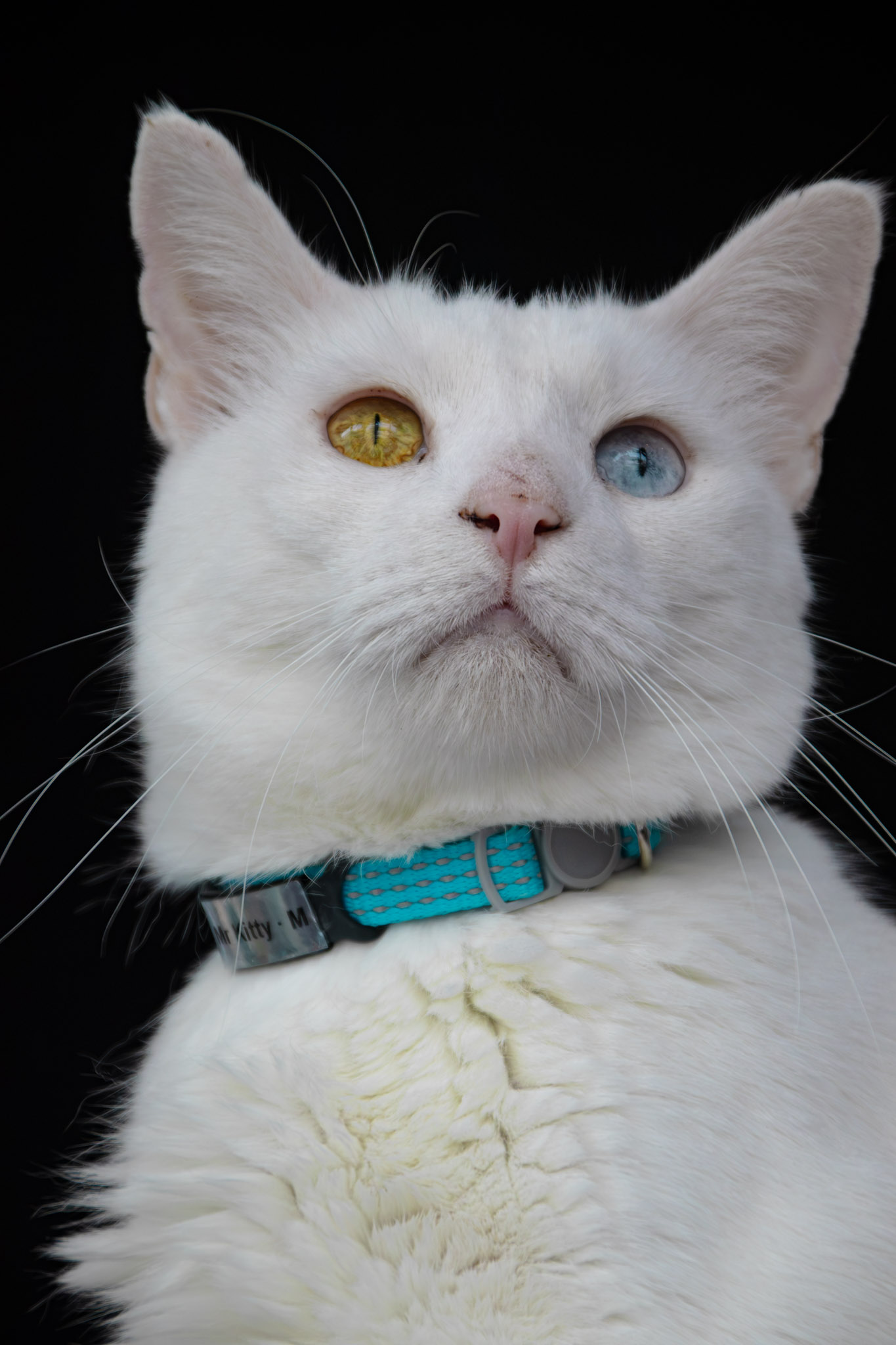 * New * Mr. Kitty Blackstone