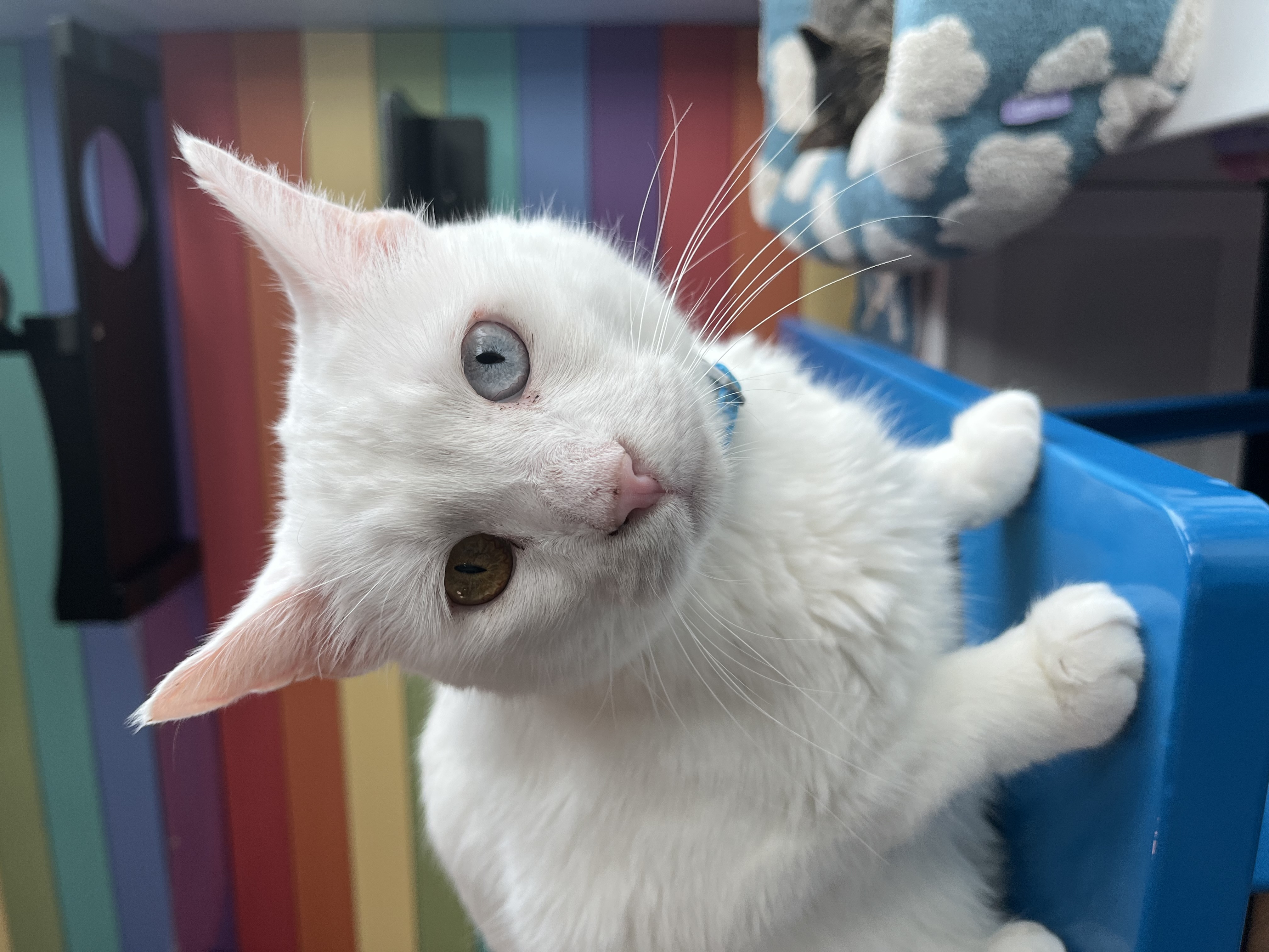 * New * Mr. Kitty Blackstone