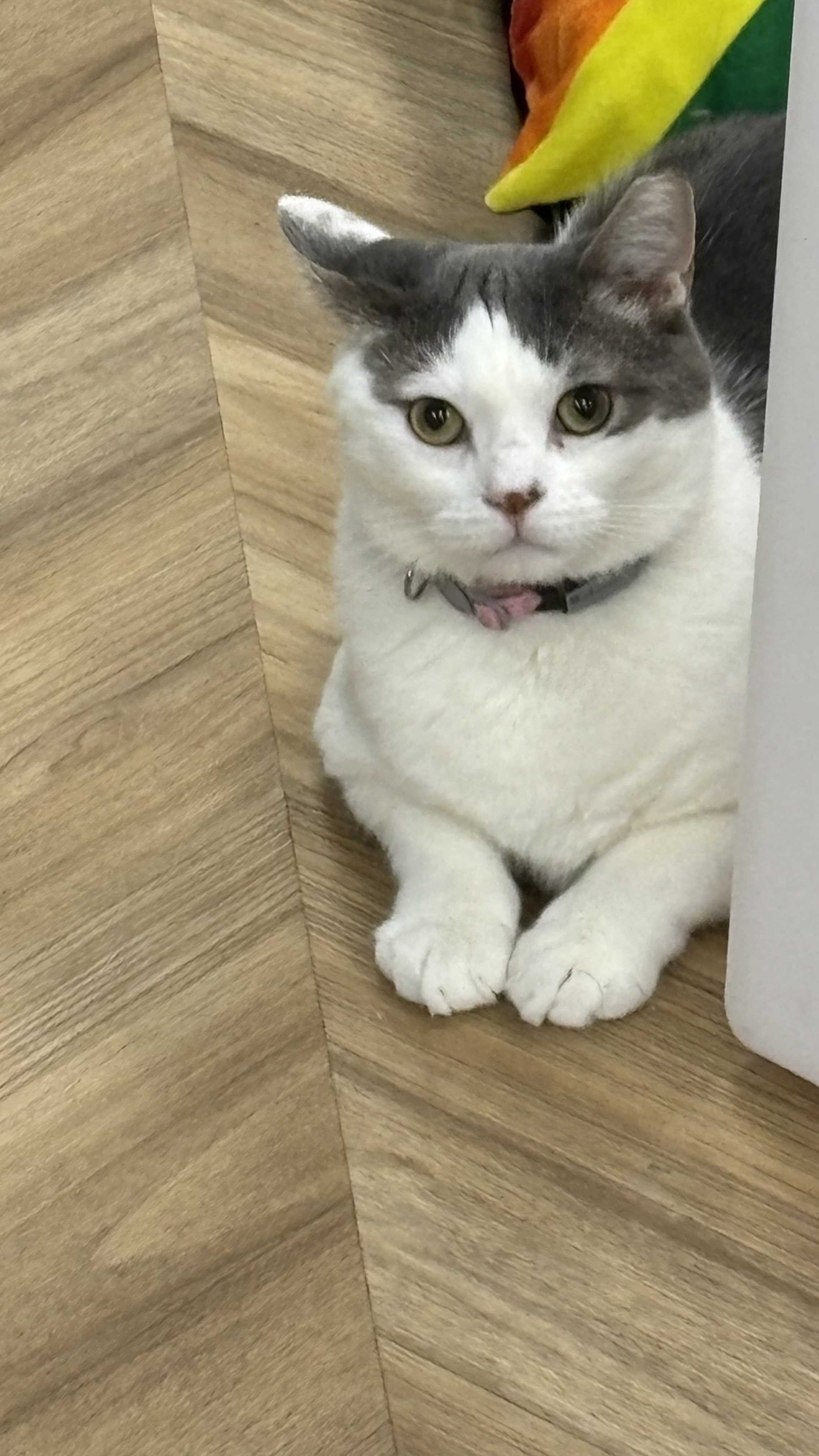 Batman (aka Pebbles)