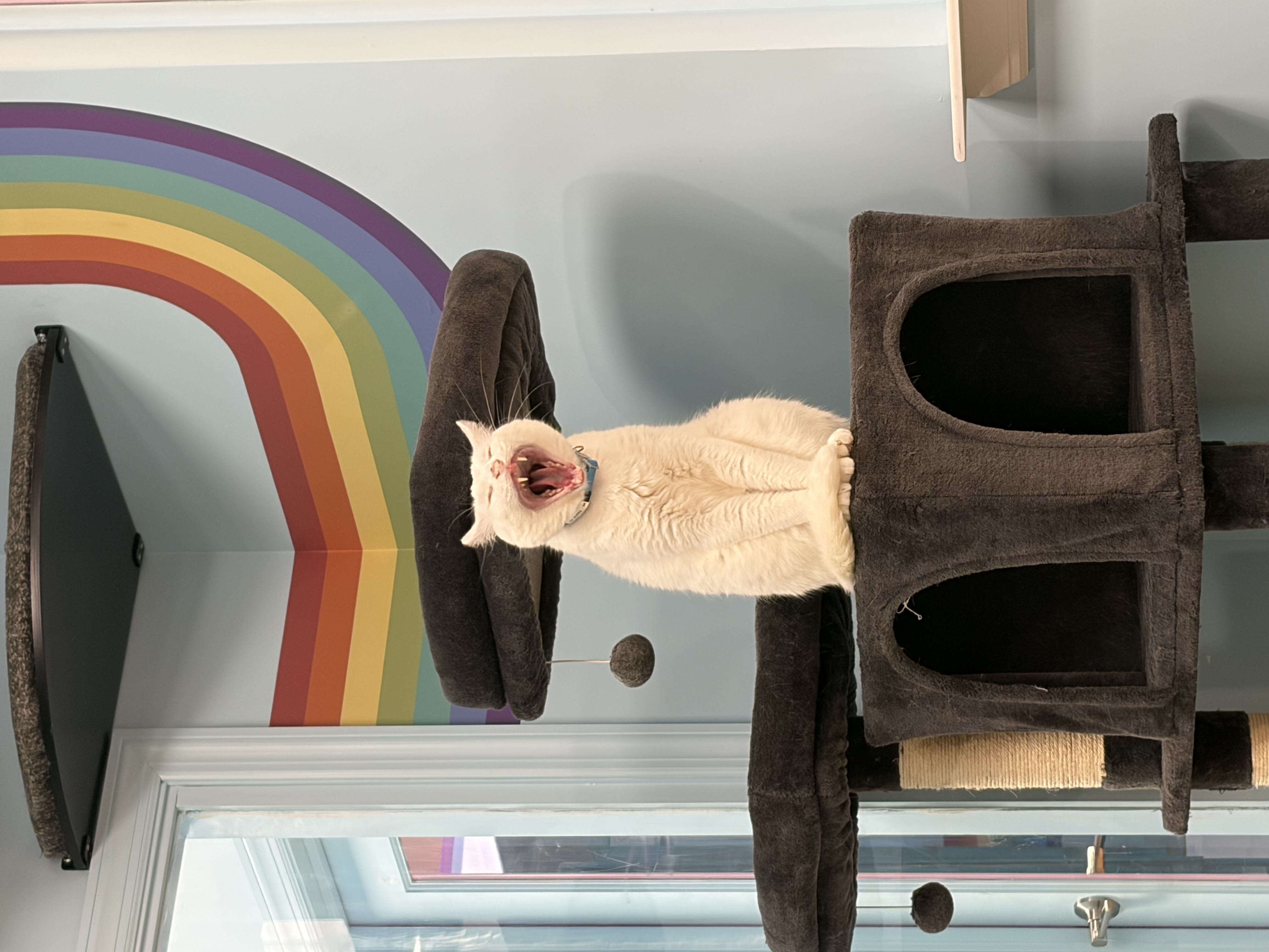 Mr. Kitty Blackstone