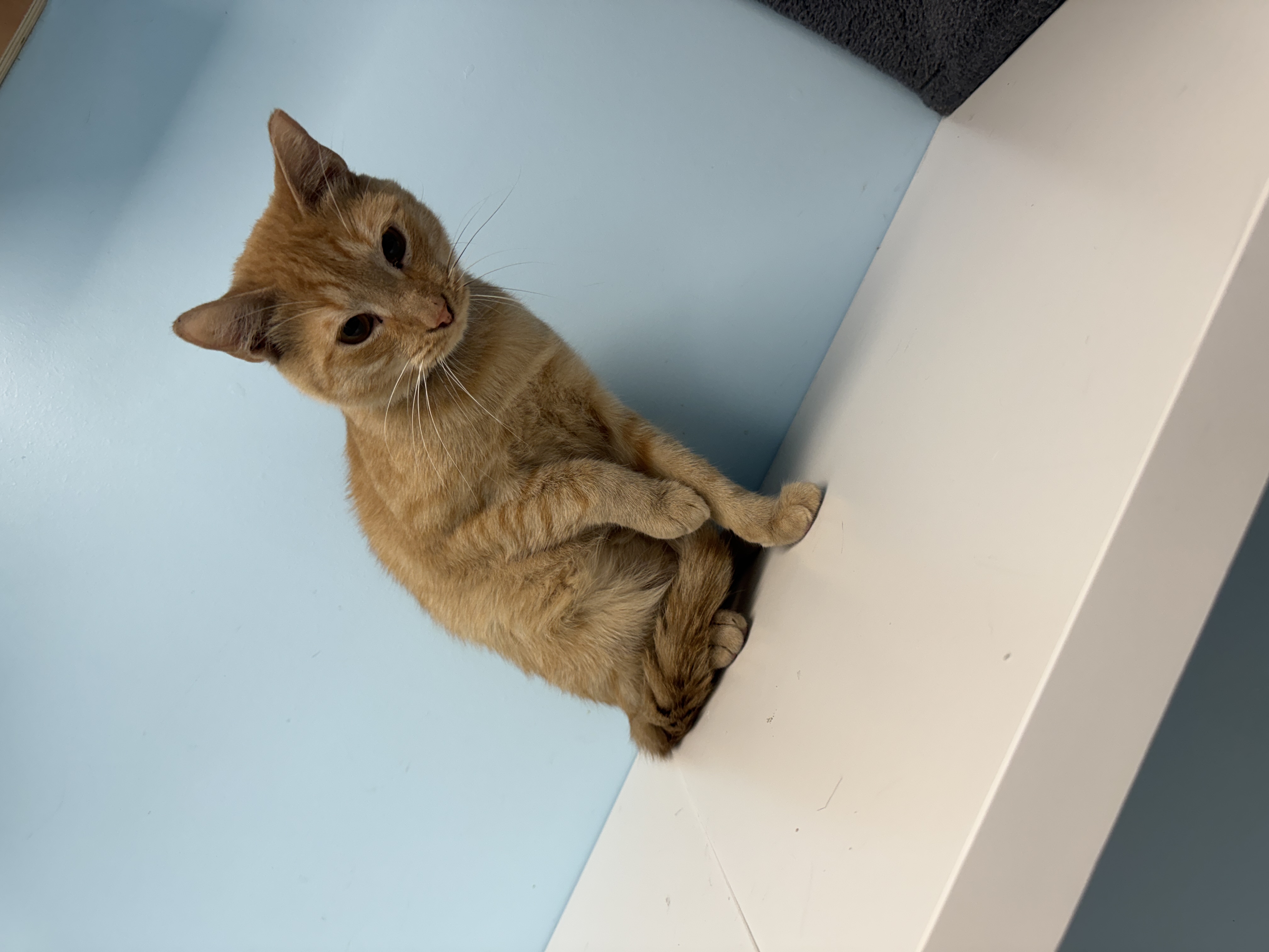 Garfield Funston