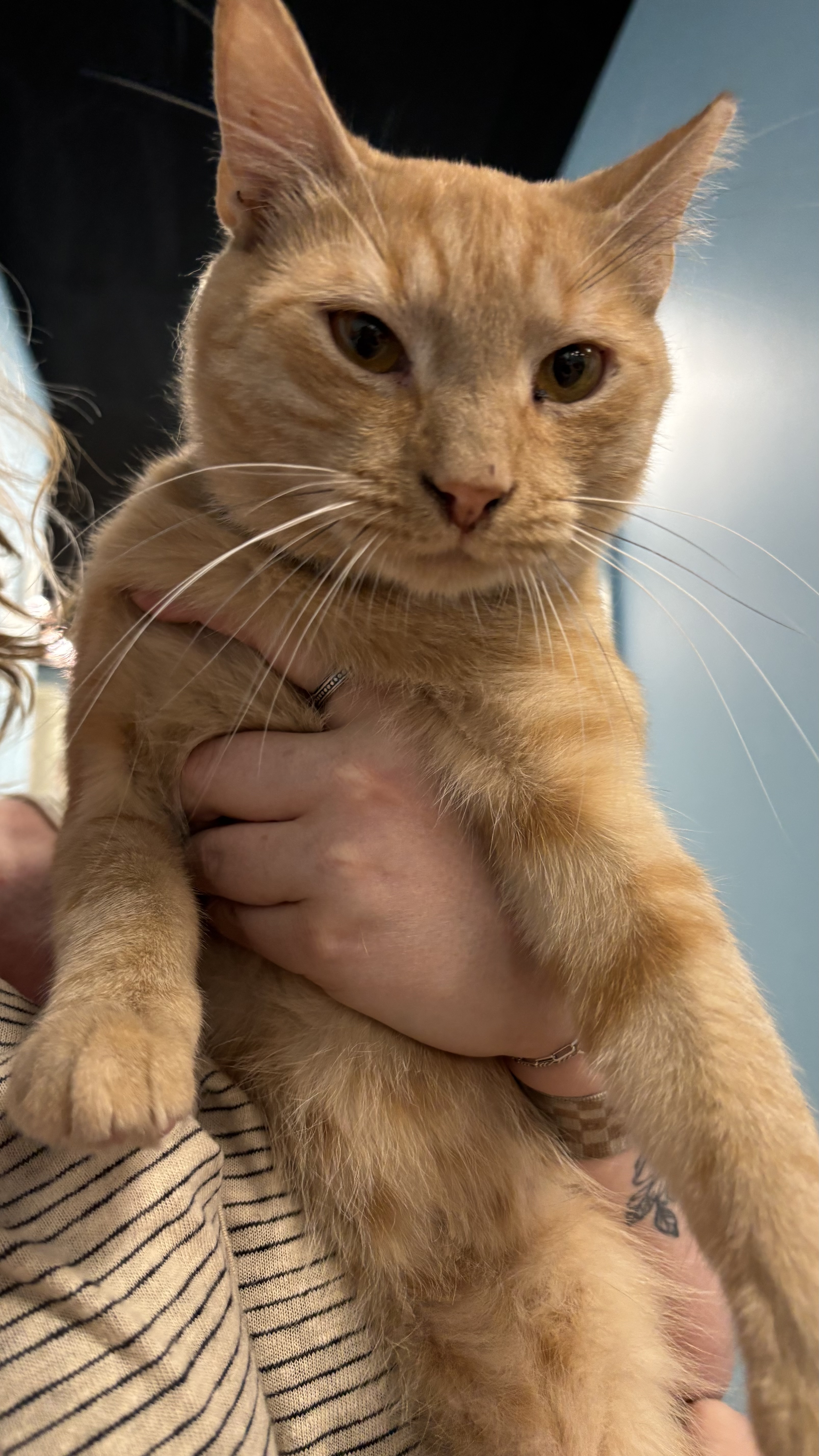 Garfield Funston
