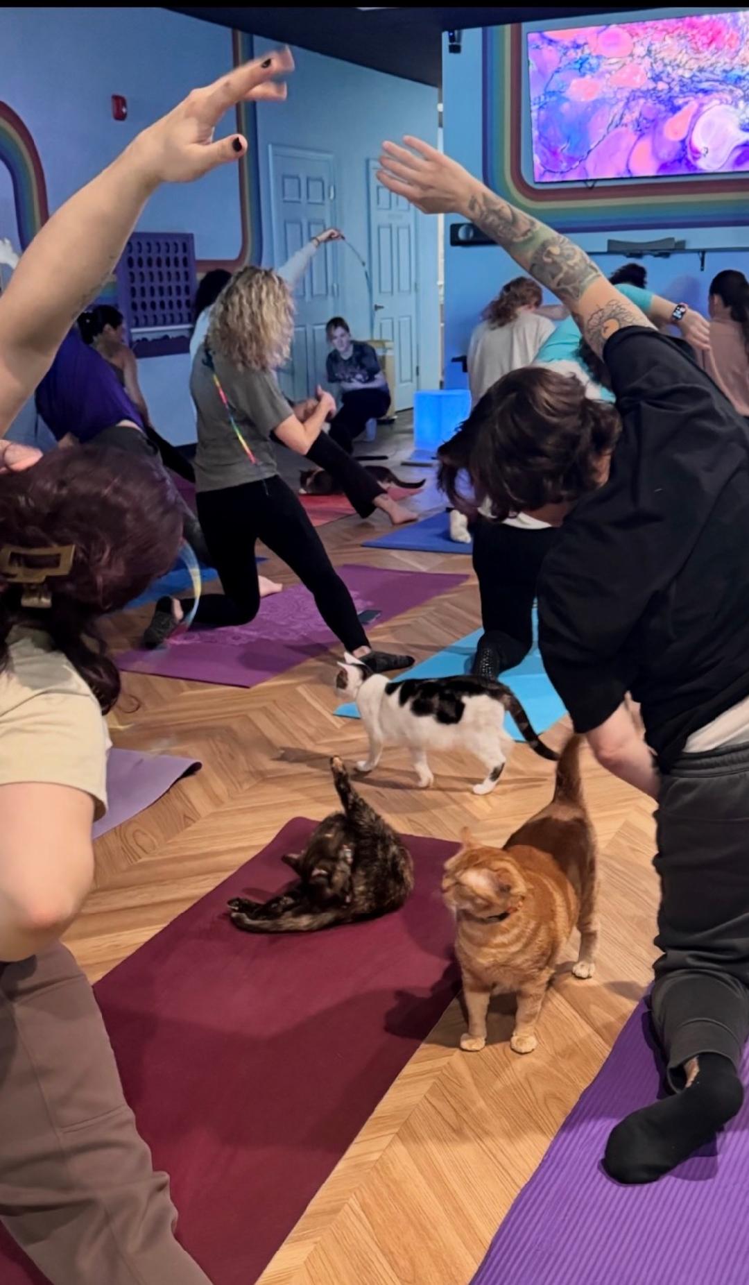 Cat Yoga